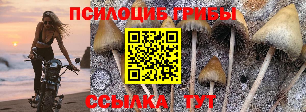Галлюциногенные грибы Psilocybe Новозыбков