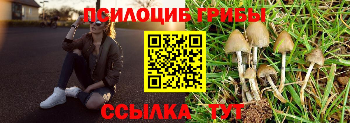 Псилоцибиновые грибы GOLDEN TEACHER  где найти   Вход с VPN  Новозыбков  Псилоцибиновые грибы Magic Shrooms 
